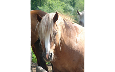 Belle - Haflinger Pony