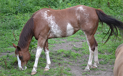 May - American Paint Horse