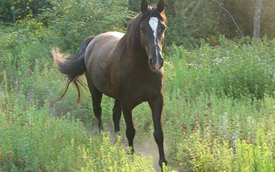Ranger - Tennessee Walking Horse