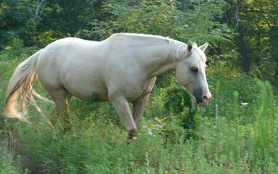 Skeeter -  American Quarter Horse